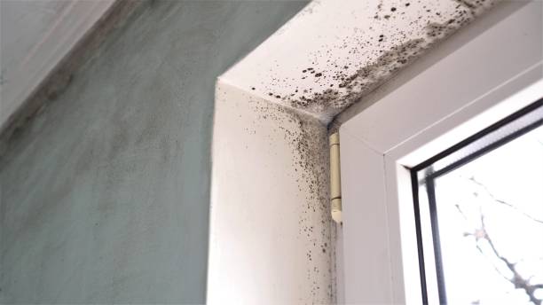 Best Post-Flood Mold Remediation in Waldo, AR